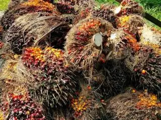 Investor Kunci Pertumbuhan Sektor Sawit di Bengkulu