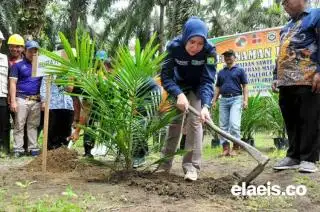 Bupati Inhu Melakukan Tanam Perdana Bibit Sawit PSR Binaan Asian Agri, Meminta Petani untuk Kreatif