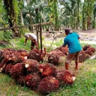 Maling Sawit Makin Marak, Toke Diminta Selamatkan Petani dengan Cara ini