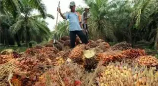 Sumsel Diingatkan Gunakan DBH Sawit untuk Lindungi Pekerja Sawit