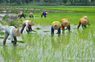 Pemkab Bengkulu Utara Siap Membantu dengan Benih Padi, Petani Sawit Menyambut Positif
