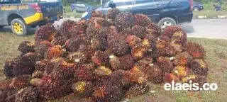 Harga TBS Penetapan Disbun Sultra Selalu Paling Rendah