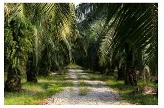 Rendahnya Produktivitas Sawit Rakyat Penyebab Rendahnya Hilirisasi, Wagub Bengkulu Mengaku Prihatin