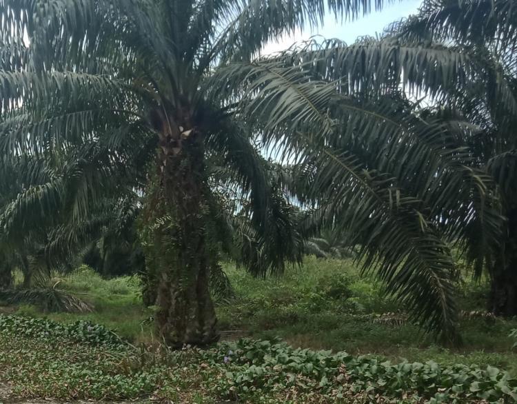 Persoalan Memelihara Tanaman Buah di Tengah Perkebunan Kelapa Sawit Dinilai Serius, Bagaimana Solusinya?