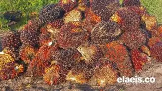 Harga Sawit Mitra Swadaya di Riau Naik 1,99 Persen, Usia 9 Tahun Dibanderol Rp 2.512/Kg