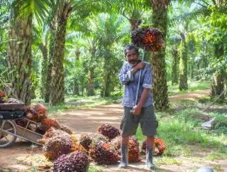 Sejumlah Perusahaan Sawit Hentikan Operasional Sambut Nataru, Petani di Bengkulu Diminta Percepat Panen