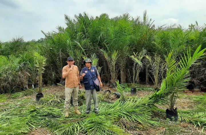Benih Berkualitas Memang Banyak di Merangin, Tapi Petani Butuh Waktu untuk Mendapatkannya