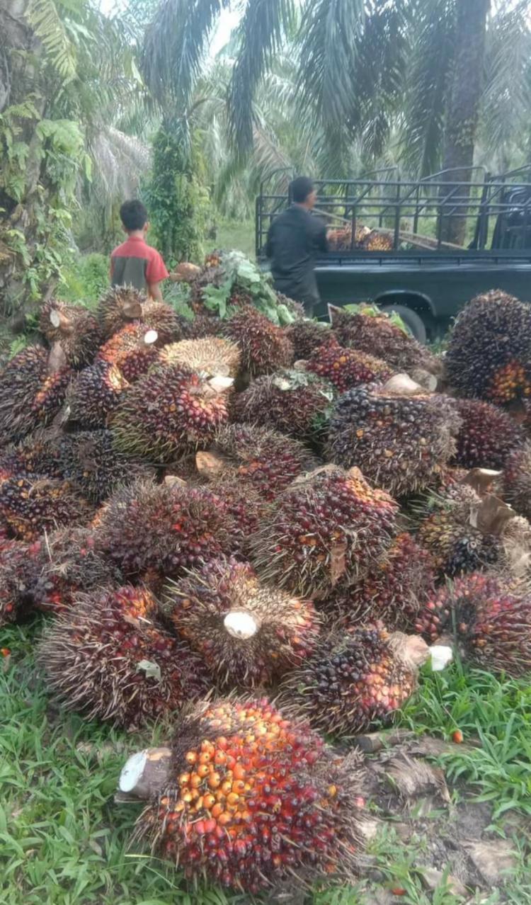 Awal Tahun, Harga TBS Sawit di Jambi Turun Tipis