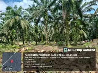 Besok, 362 Hektar Kebun Petani di Pelalawan akan Dilakukan Penanaman Perdana