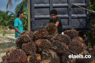 Rapat Perdana 2024, Harga TBS Plasma Riau Ditetapkan Turun 0,44%