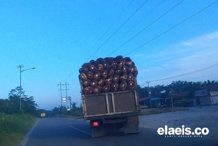 Merosot di Awal Tahun, Ini Daftar Harga Jual CPO di Riau