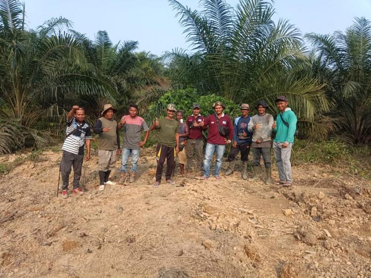 Sudah 604 Hektar Kebun Sawit KUD Bukit Jaya Direplanting, Hasilnya Menggiurkan
