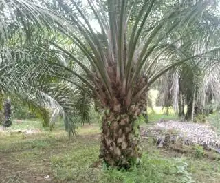 Masuk Kawasan Hutan, Petani di Melawi Tak Kebagian Sarpras