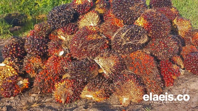 Mantap, Harga Sawit Plasma di Riau Naik Lagi, Pekan Ini Dibanderol Rp 2.692,68/Kg
