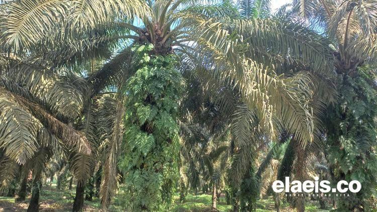 Penyaluran KUR 2023 di Riau Capai Rp8,83 T, Didominasi Sektor Perkebunan