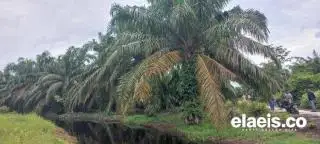 179 Ribu Hektar Kebun Sawit di Rohul Dikuasai Perusahaan Swasta