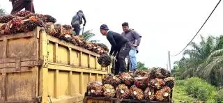Penurunan Produksi Sawit Mulai Terasa, Puncaknya Diperkirakan Agustus Mendatang