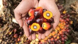 Sulitnya Menjangkau Harga Ini pada Tender Palm Kernel Astra Periode 2 Januari 2024