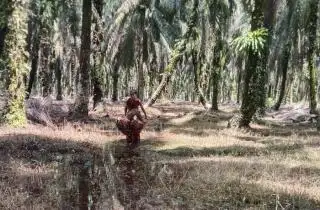 Dekat dengan PKS dan PBS, Harga TBS di Desa ini Beda Jauh dari Penetapan Disbun