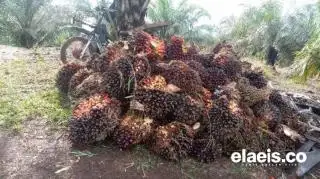 Naik tipis, Harga Sawit di Sulbar Rp2.240,89/kg