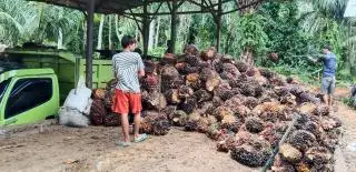 Harga TBS Sawit di Kabupaten Seluma Provinsi Bengkulu Meningkat