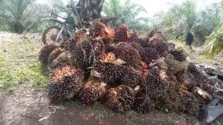 Hasil Update 2023, Perkebunan Sawit di Riau Lebih 3,49 Juta Hektar