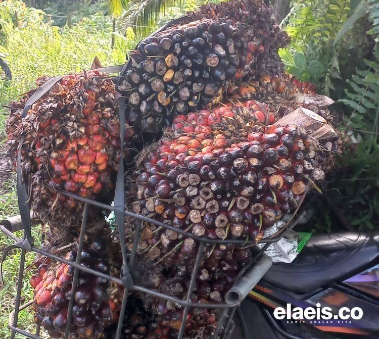 Naik Tipis, Segini Harga TBS Sawit Jambi Periode 16-22 Februari 2024