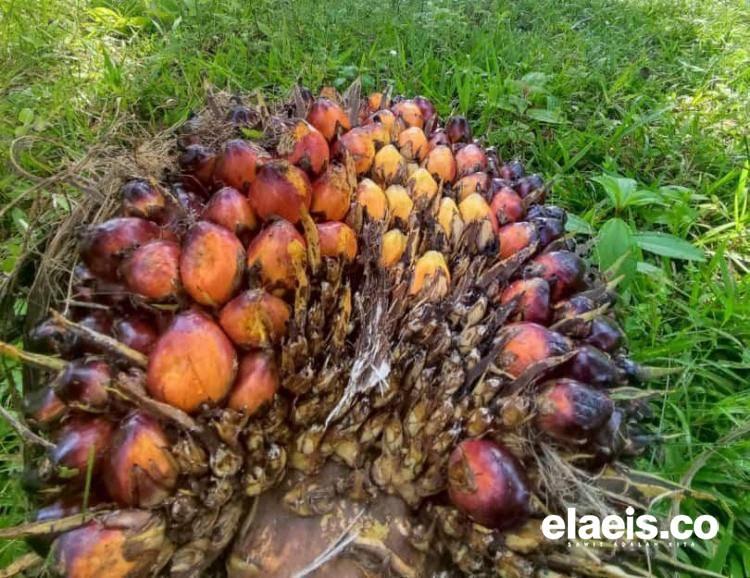 Merosot Tipis, Harga Sawit di Kalbar Hanya Rp2,448.23/kg