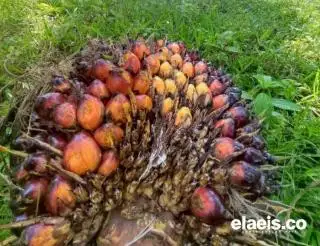 Merosot Tipis, Harga Sawit di Kalbar Hanya Rp2,448.23/kg