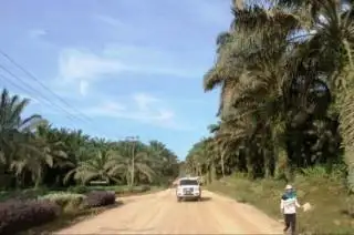 Luasnya Hampir 1,5 Juta Ha, Begini Perkembangan Perkebunan di Kaltim 5 Tahun Terakhir