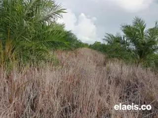 Petani Sawit di Bengkulu Disarankan Menggunakan Pestisida Alami