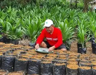 Bibit Dami Mas Hasilkan 36 Ton per Hektar Tiap Tahun