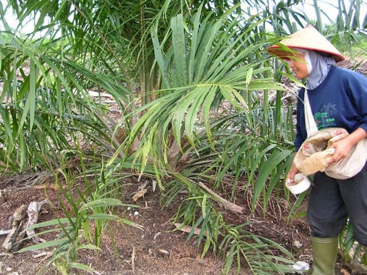 Paham Unsur Hara Makro, Tanaman Sawit Bisa Berbuah Lebat, Kok Bisa!