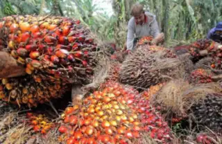 Harga TBS Sawit Plasma Riau Makin Melejit, Pekan ini Sentuh Rp 2.780/Kg