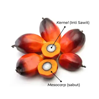 Dari 22 Perusahaan Anggota Tim Penetapan Harga TBS di Riau, Hanya 8 yang Jual Kernel