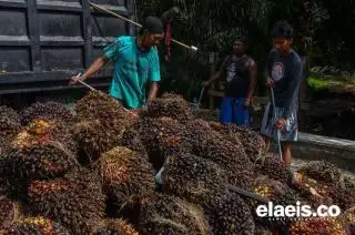 Mewah-mewah! Harga Sawit di Sumut Nanjak Terus, Kini Rp2.808.99 per Kilogram