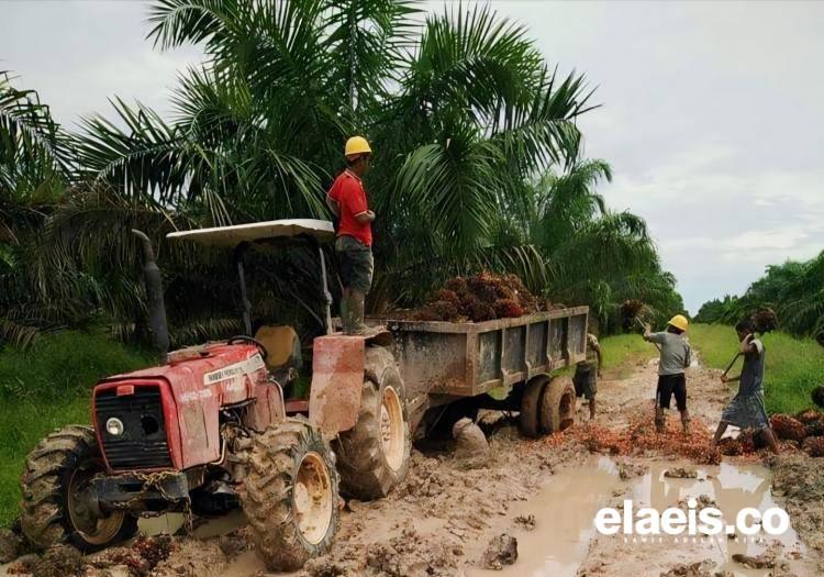 Petani Sawit di Mukomuko Sulit Mengangkut TBS Kelapa Sawit, Kok Bisa!