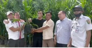 Luas Kebun Sawit Rakyat di Kuansing Lebih Dominan Dibanding PBS, Begini Persentasenya
