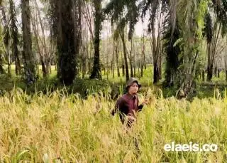Tanam Padi Gogo, Petani Sawit di Bengkulu Bisa Untung Rp 39,6 Juta
