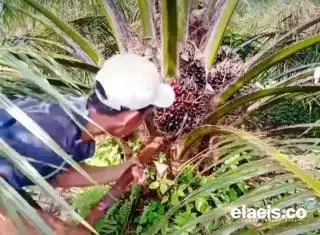 Petani di Bengkulu Tengah Desak Pemerintah Selesaikan Masalah Penurunan Produksi Kelapa Sawit