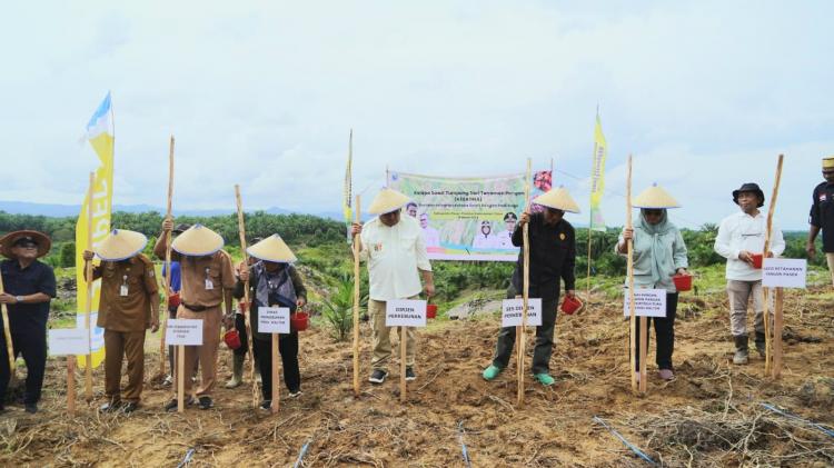 Padi Gogo Mulai Ditanam di Kebun Sawit Petani Paser, Potensinya 7.410 Hektar
