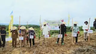 Padi Gogo Mulai Ditanam di Kebun Sawit Petani Paser, Potensinya 7.410 Hektar