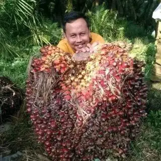 Menyala Bosque, Tembus Rp 2.800 Per Kg Harga TBS Mitra Plasma Jambi Periode 22-28 Maret 2024