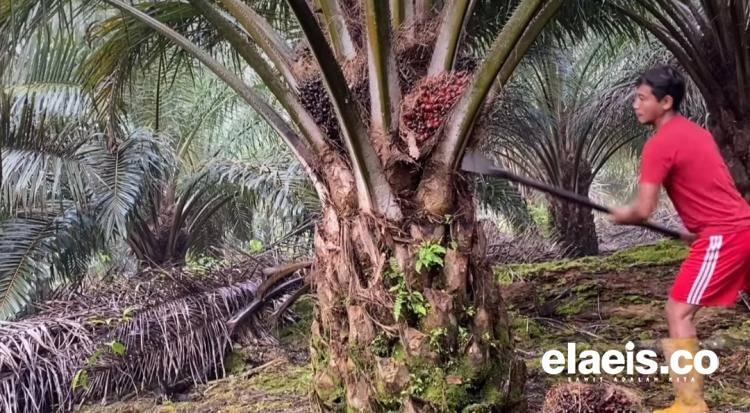 Walaupun Harga Sawit Tembus Rp 3 Ribu Per Kilogram, Petani di Bengkulu Tetap Menderita, Ini Alasannya!