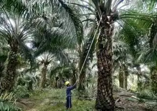 Komunikasi dengan PalmCo Sudah Terbangun Kembali, tapi Sejumlah PR Mesti Diselesaikan Aspek-PIR Jambi