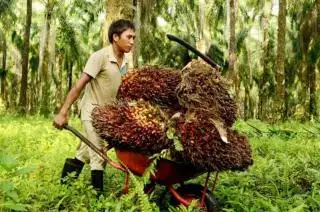 Harga TBS Kelapa Sawit di Mukomuko Terus Turun, Petani Khawatir Tak Bisa Merayakan Lebaran