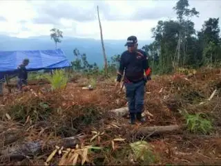 3,3 Juta Hektar Sawit di Kawasan Hutan, Baru 362.820 Hektar Terbit SK Pelepasan