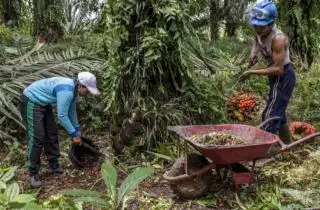 Buruh Sawit di Mukomuko Menyuarakan Kekhawatiran Tak Terima THR