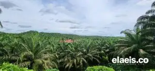 Ini Penyebab Luas Tutupan Sawit Membengkak Jadi 17,3 Juta Hektar Versi Kementan