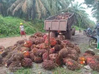Petani di Bengkulu Kecewa Atas Penurunan Harga TBS Kelapa Sawit Saat Mendekati Lebaran